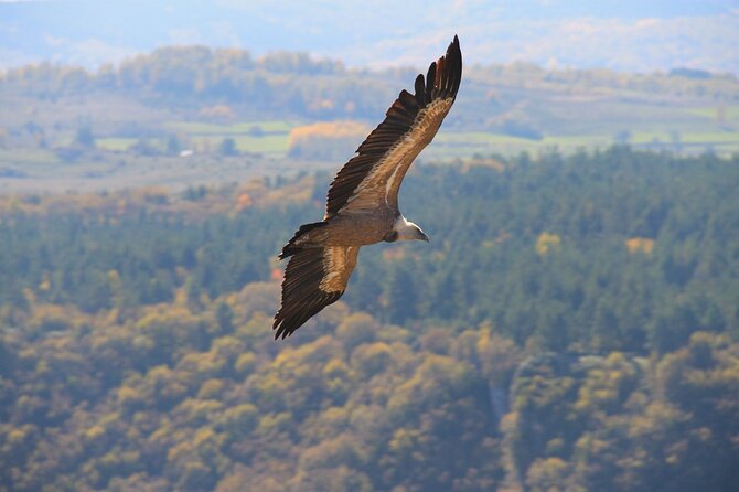 2 Day Trip in Western Serbia Tara and Uvac - Banjska Stena, Tara’s big reward