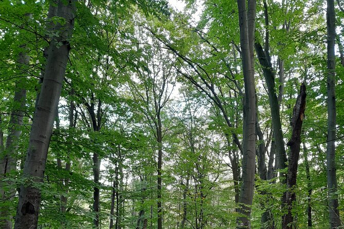 Belgrade Hiking Tour On Mountain Avala - Descending Through Avala’s Forest