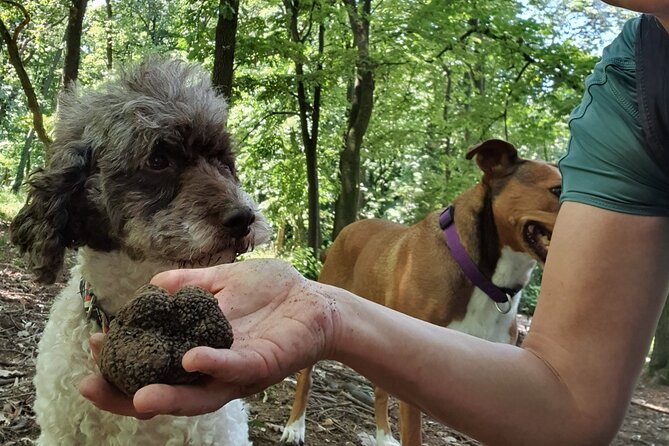 Private Guided Truffle Hunting Tour in Serbia with Lunch - Key points at a glance