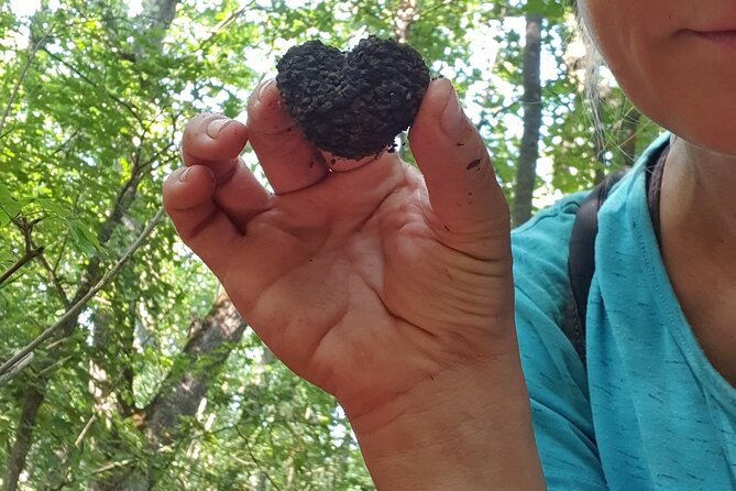 Private Guided Truffle Hunting Tour in Serbia with Lunch - Should you book the truffle hunt?